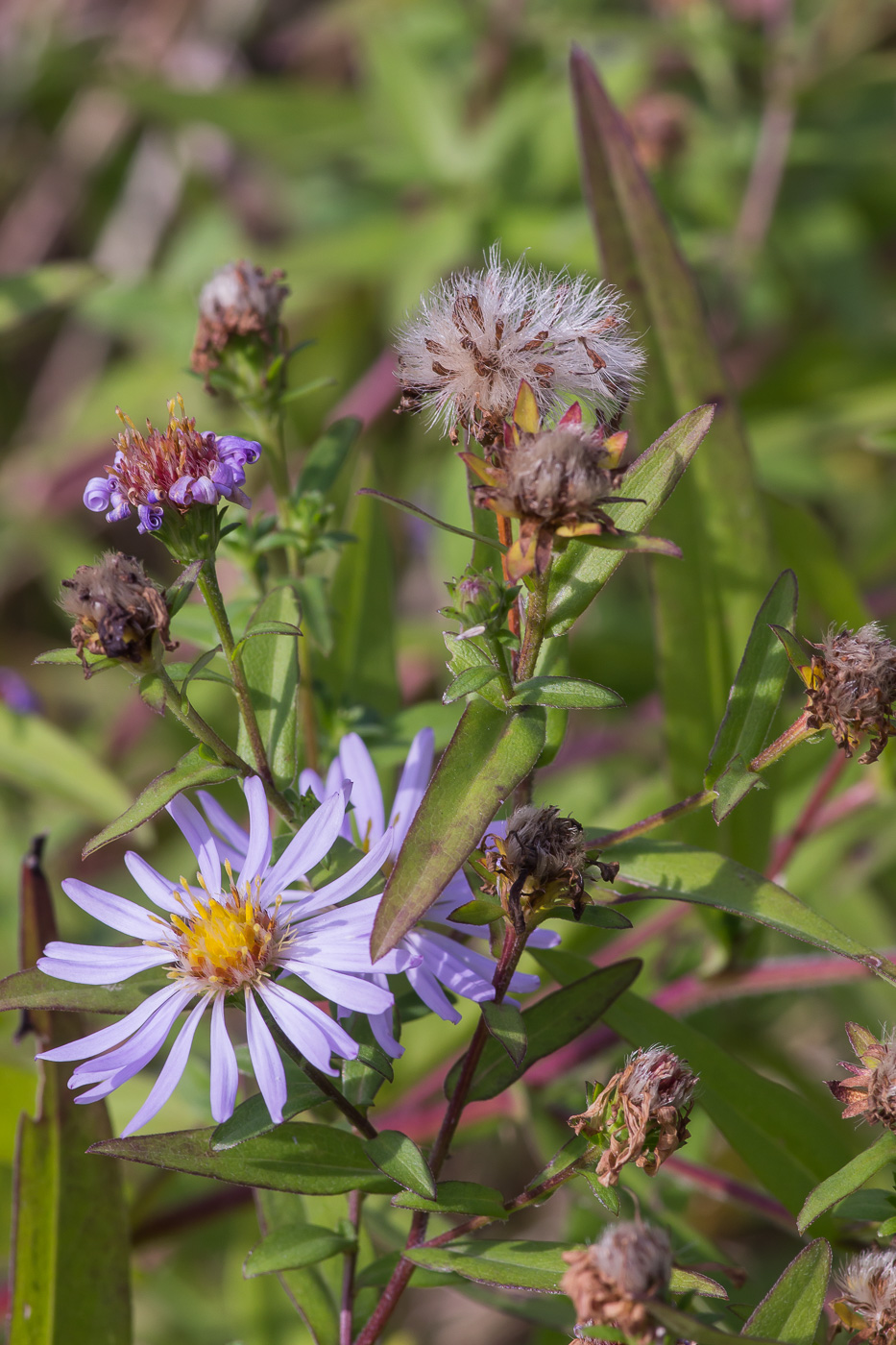 Изображение особи Symphyotrichum novi-belgii.