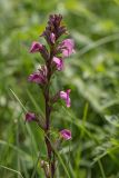 Pedicularis nordmanniana. Верхушка цветущего растения. Адыгея, Майкопский р-н, плато Лаго-Наки, хр. Каменное море. 19.07.2015.