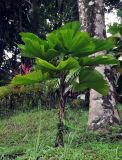 Licuala peltata variety sumawongii. Вегетирующее растение. Таиланд, национальный парк Си Пханг-нга. 19.06.2013.