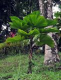 Licuala peltata variety sumawongii