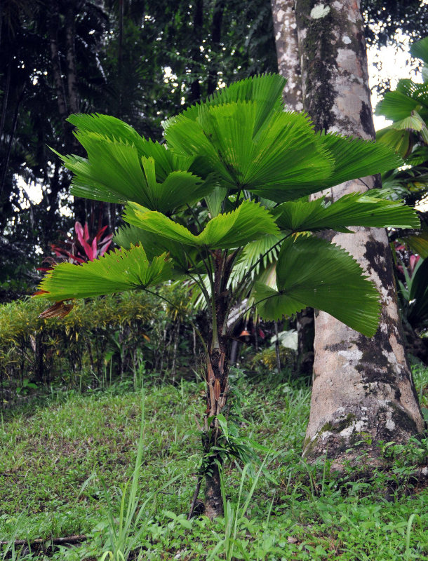 Image of Licuala peltata var. sumawongii specimen.