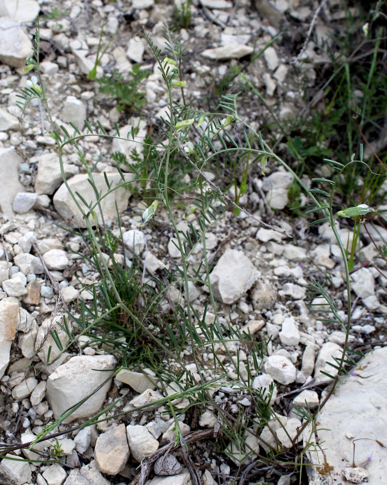 Image of Vicia gracilior specimen.