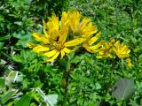 Ligularia hodgsonii