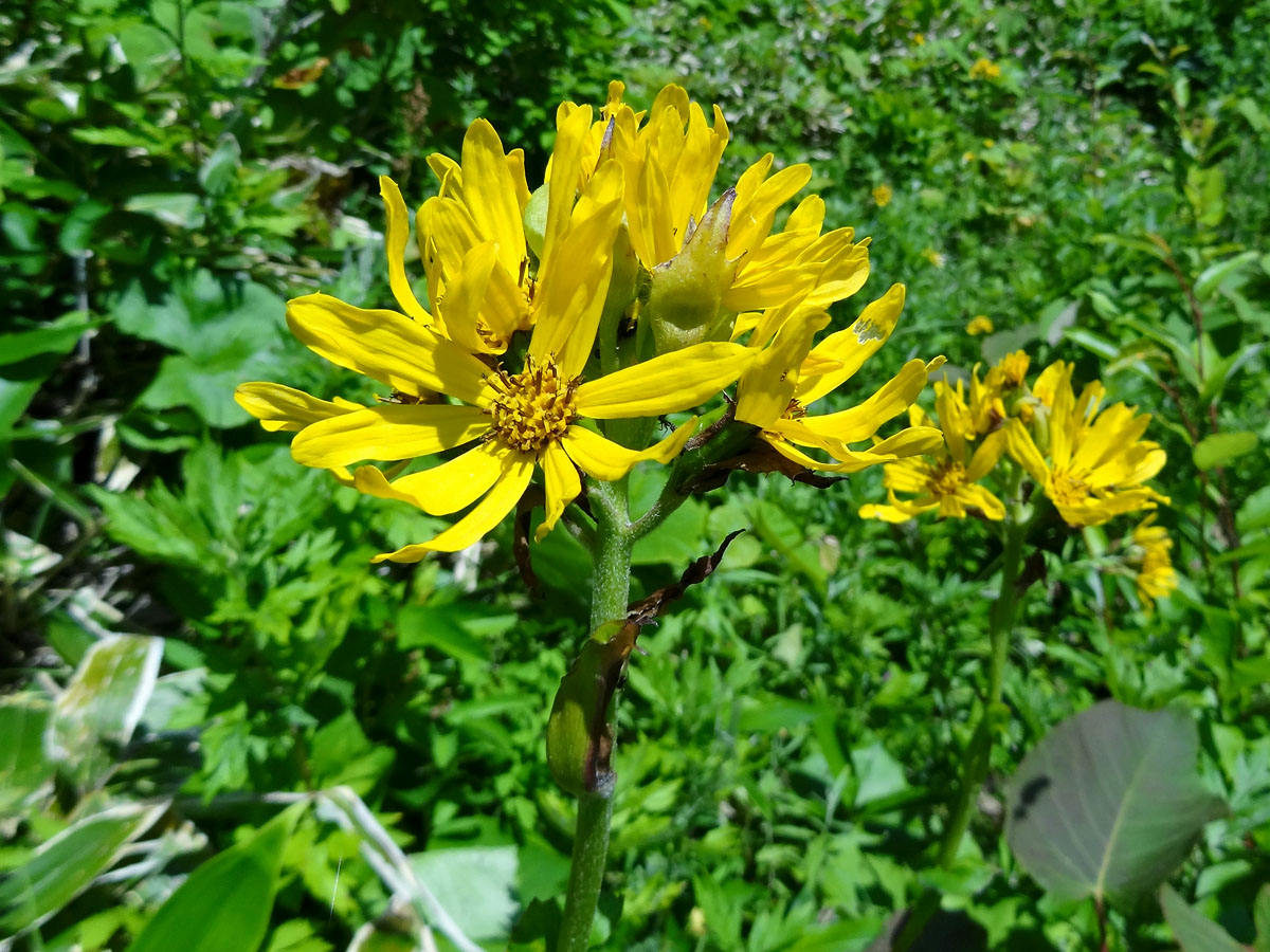 Изображение особи Ligularia hodgsonii.