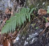 Polystichum aculeatum