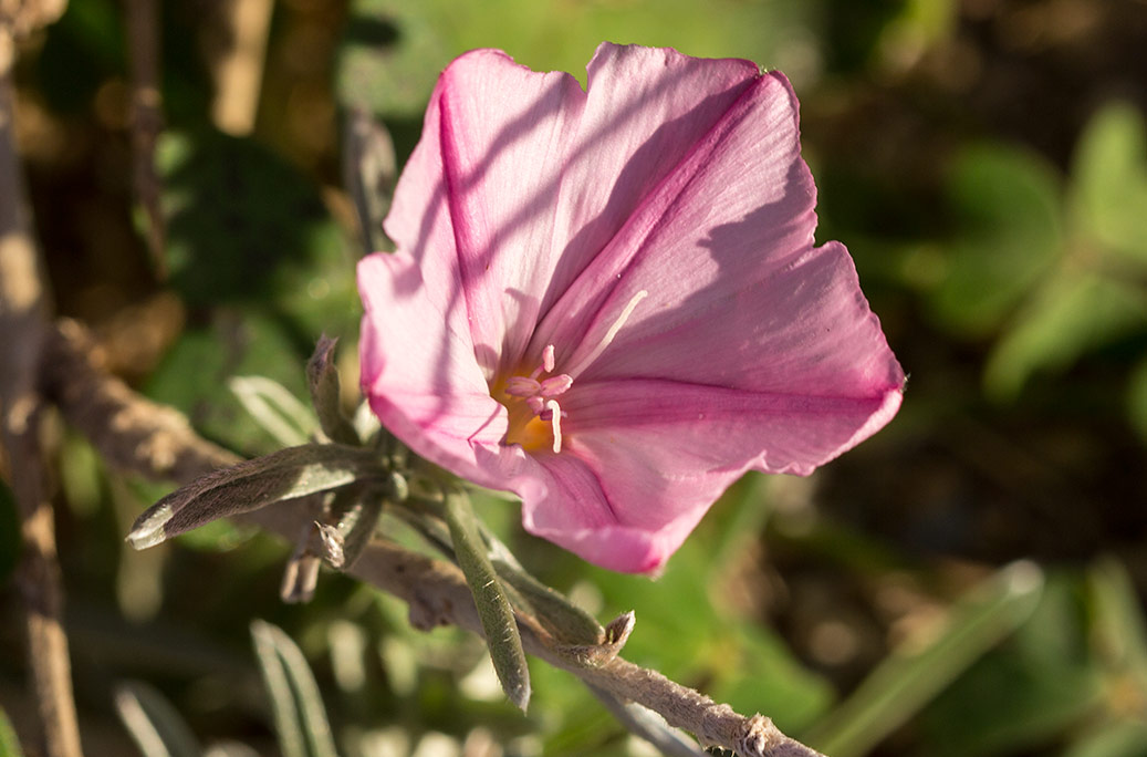 Изображение особи Convolvulus oleifolius.