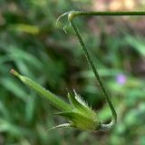 Geranium sibiricum. Часть цветоноса с плодом. Челябинская обл., окр. г. Челябинск, Золотая горка, обочина дороги в берёзовом лесу. 03.07.2014.