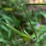 Geranium sibiricum