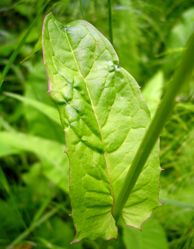 Изображение особи Crepis paludosa.