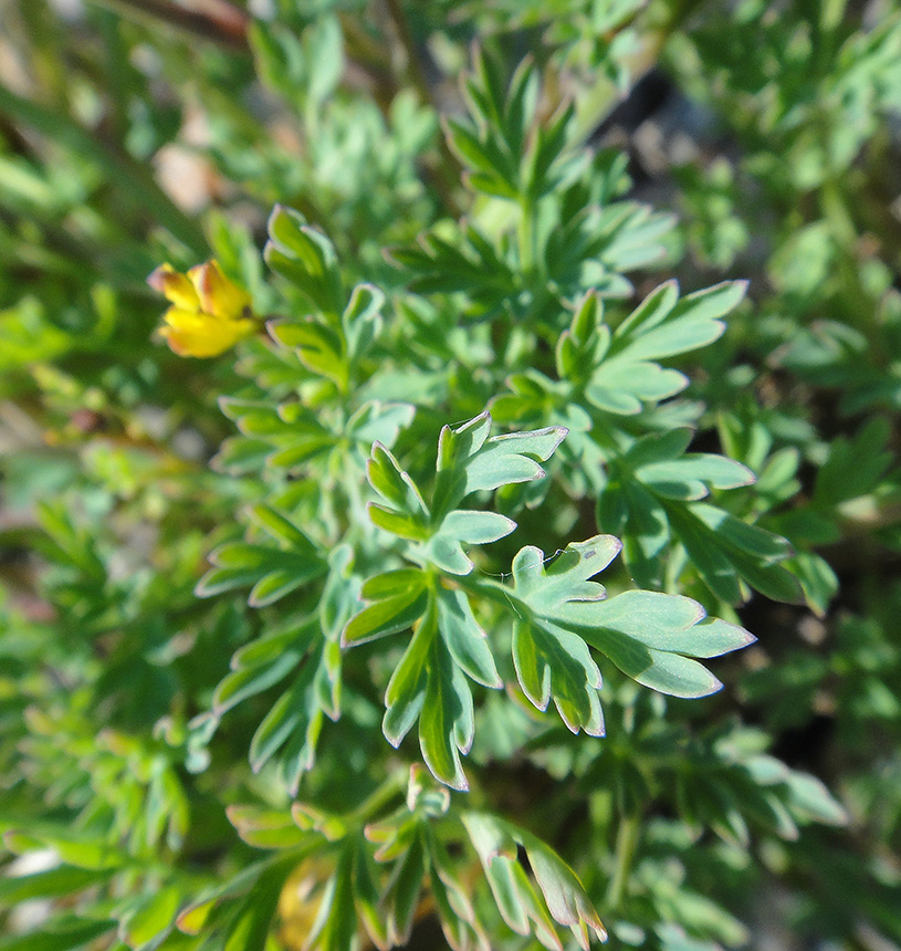 Image of Corydalis impatiens specimen.