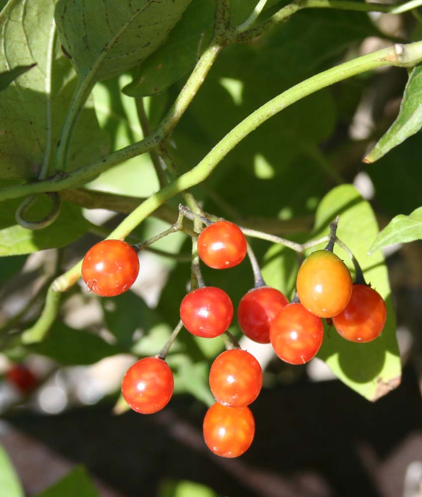 Изображение особи Solanum dulcamara.