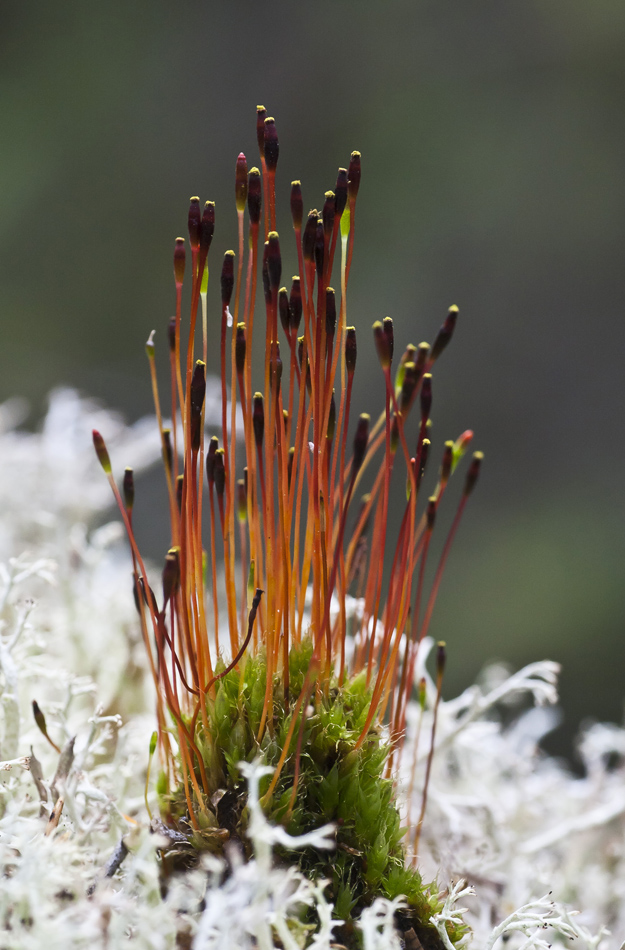 Изображение особи Tetraplodon mnioides.