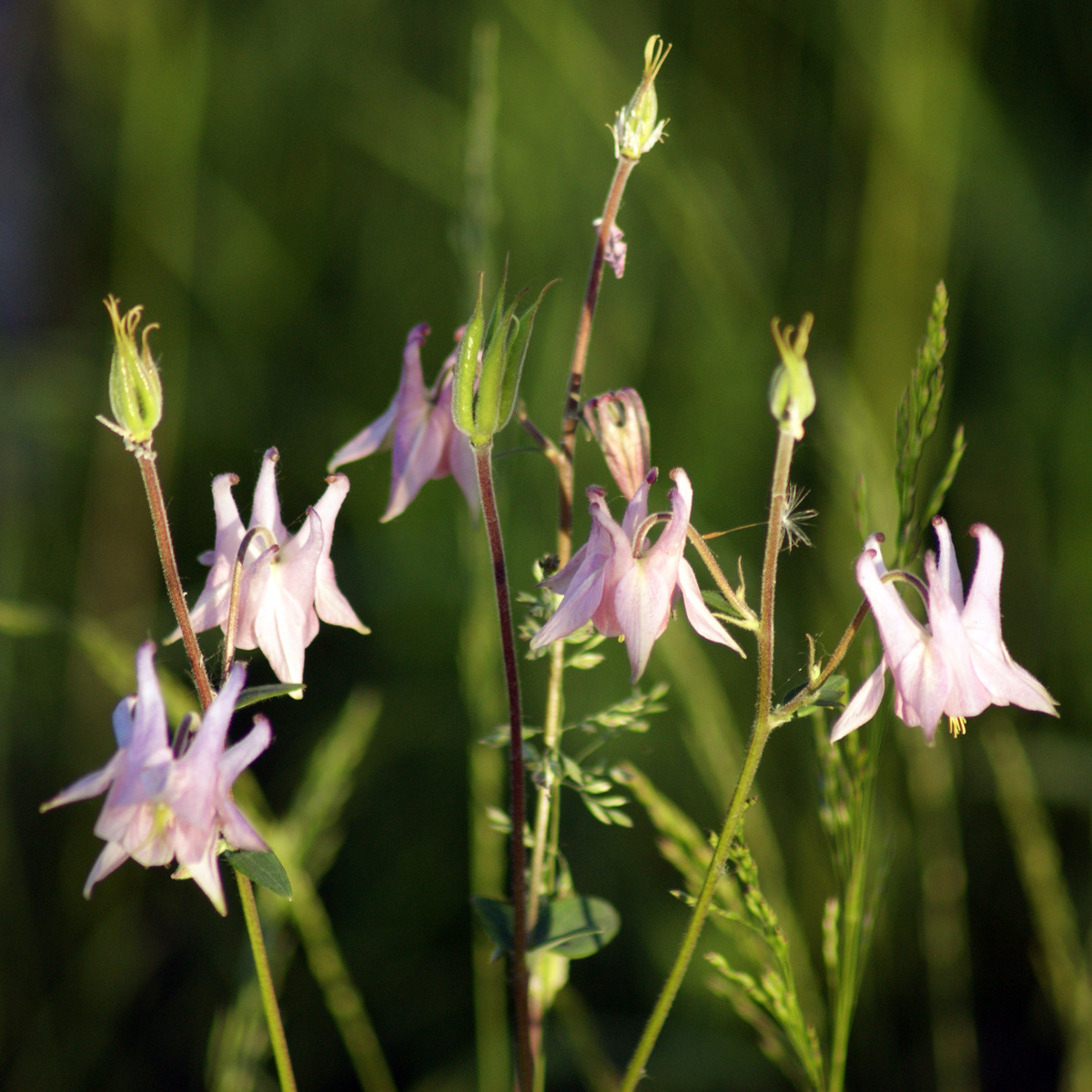 Image of Aquilegia vulgaris specimen.