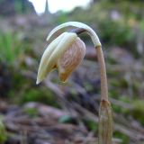 Calypso bulbosa. Бутон. Свердловская обл., окр. г. Североуральск, таёжный лес. 19.05.2007.