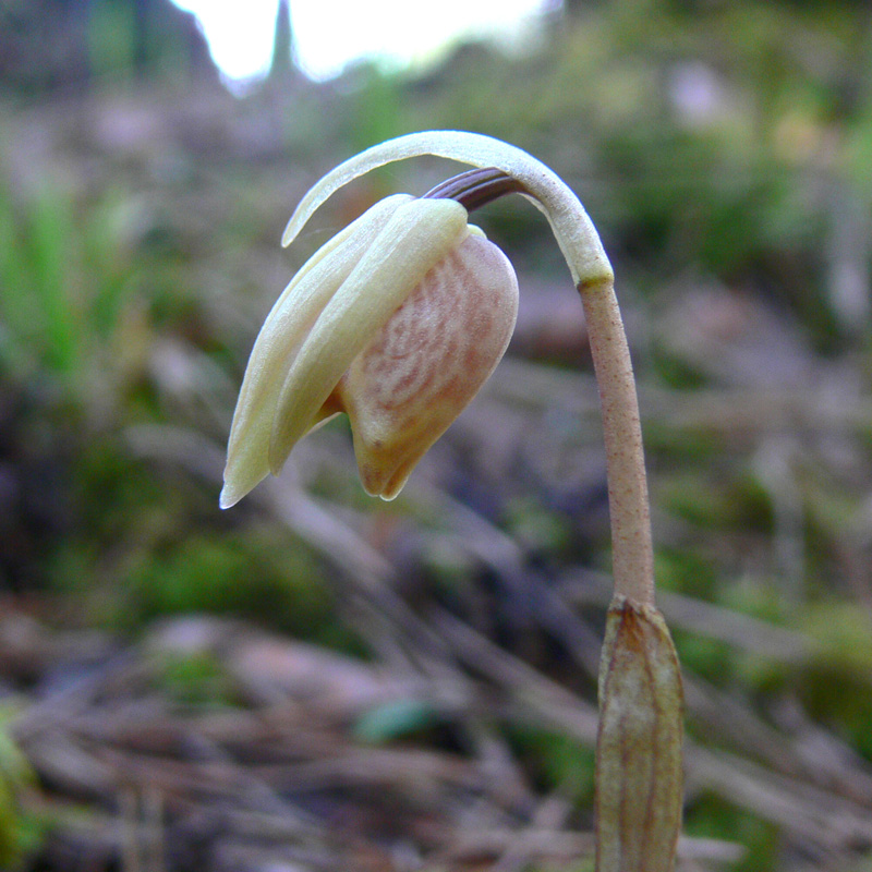 Image of Calypso bulbosa specimen.