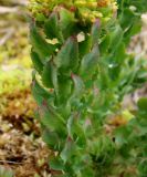 Rhodiola rosea