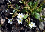 Claytonia joanneana