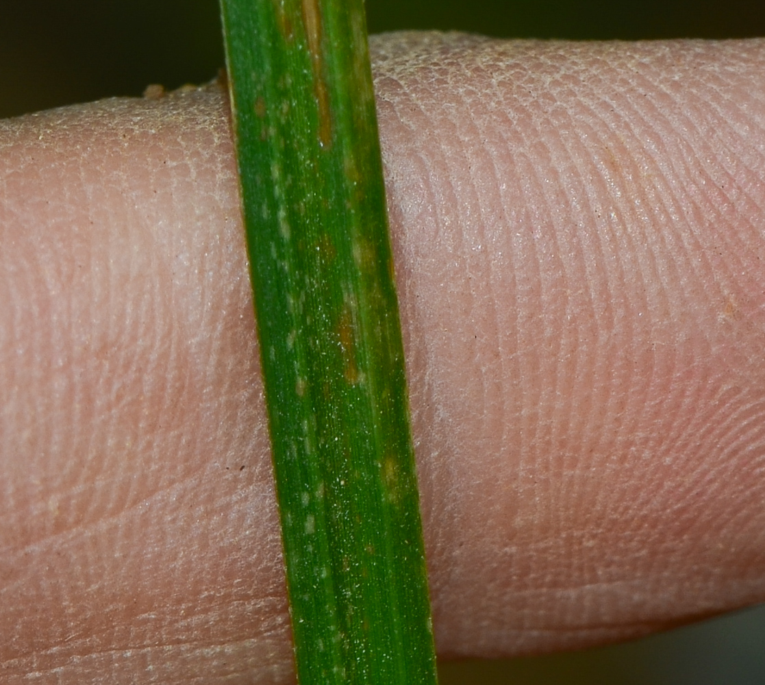 Image of Cyperus rotundus specimen.