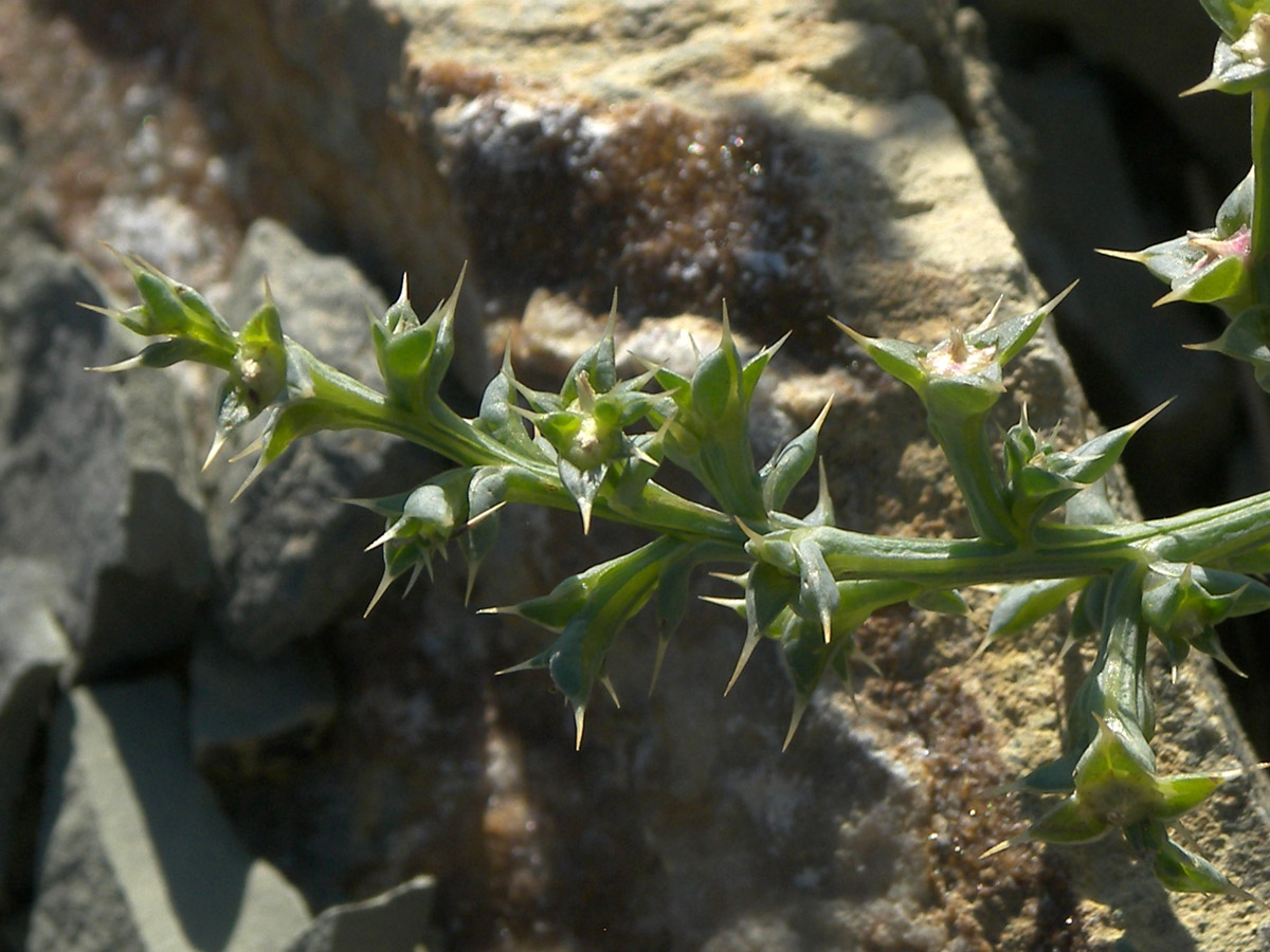 Image of Salsola tragus specimen.