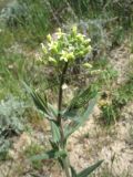 Camelina microcarpa