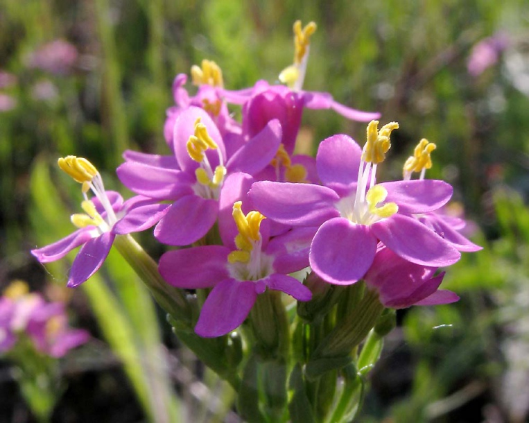 Изображение особи Centaurium erythraea.