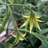 Lycopersicon esculentum. Часть соцветия (вид на цветки со стороны чашечек). Свердловская обл., окр. г. Североуральск, дачный участок. 11.07.2015.