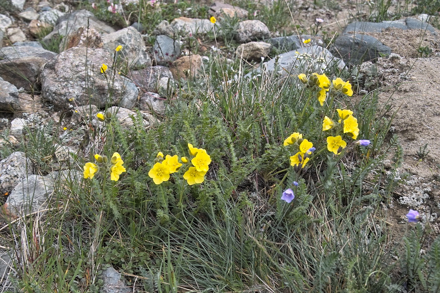 Image of Biebersteinia odora specimen.