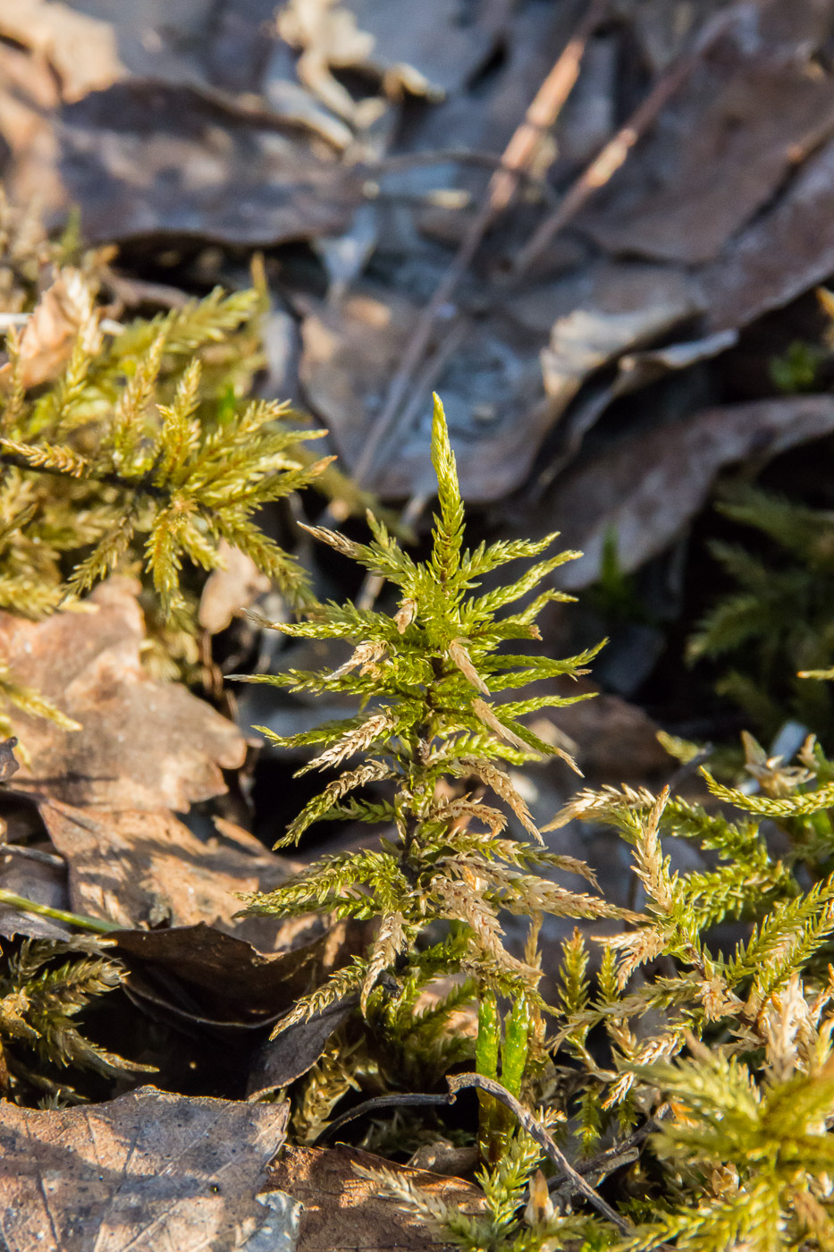 Изображение особи Climacium dendroides.