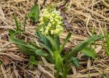 Dactylorhiza romana ssp. georgica