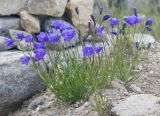 Campanula rotundifolia