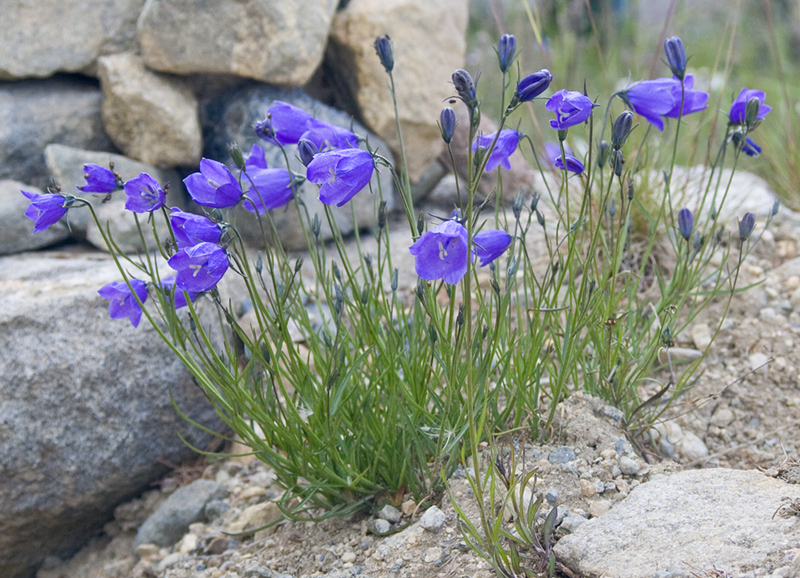 Image of Campanula rotundifolia specimen.