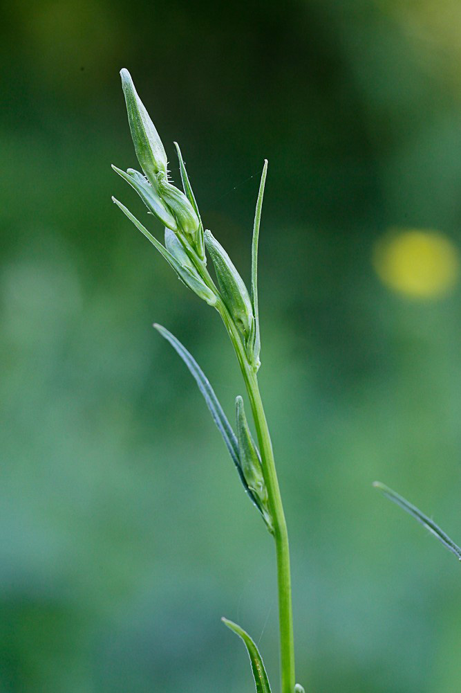 Image of Campanula persicifolia specimen.