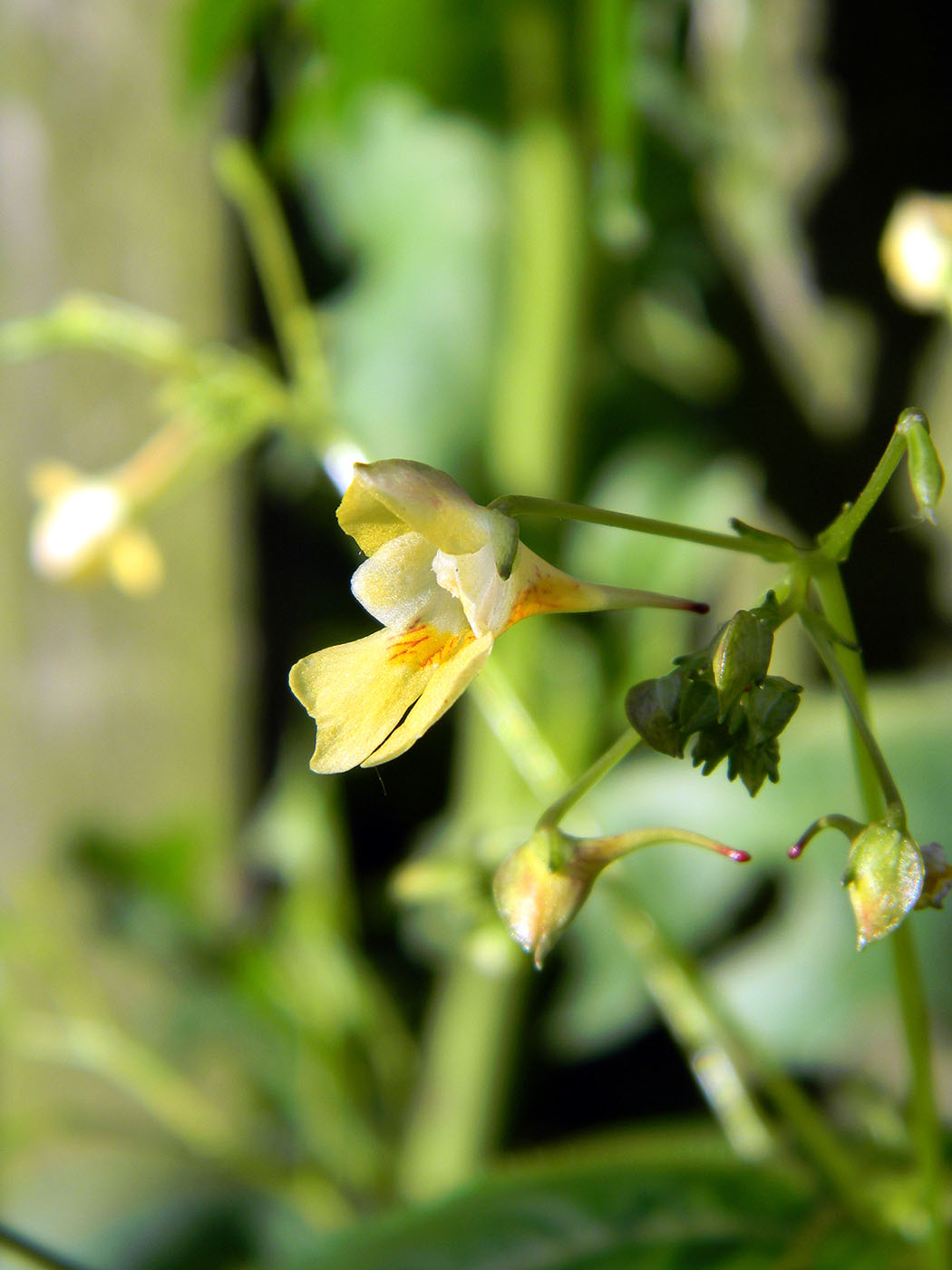 Image of Impatiens parviflora specimen.