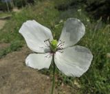 Papaver albiflorum. Цветок. Крым, Бахчисарайский р-н, с. Счастливое, обочина дороги. 20 июня 2016 г.