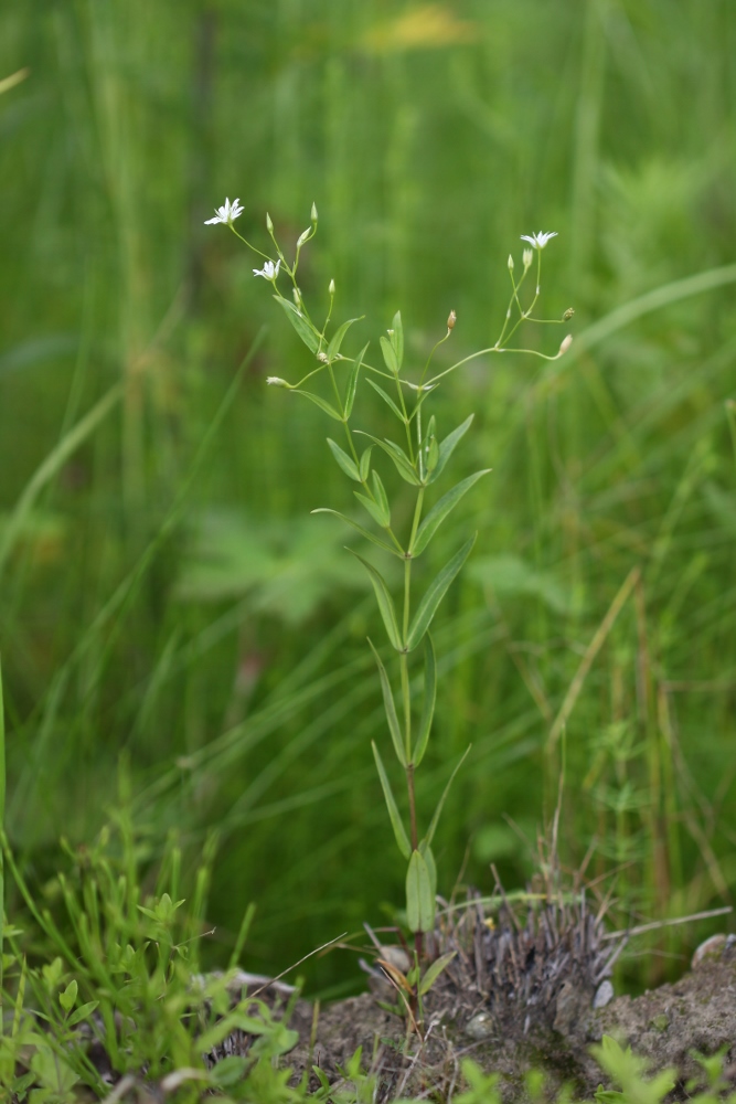 Image of Stellaria discolor specimen.