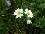 Callianthemum sajanense
