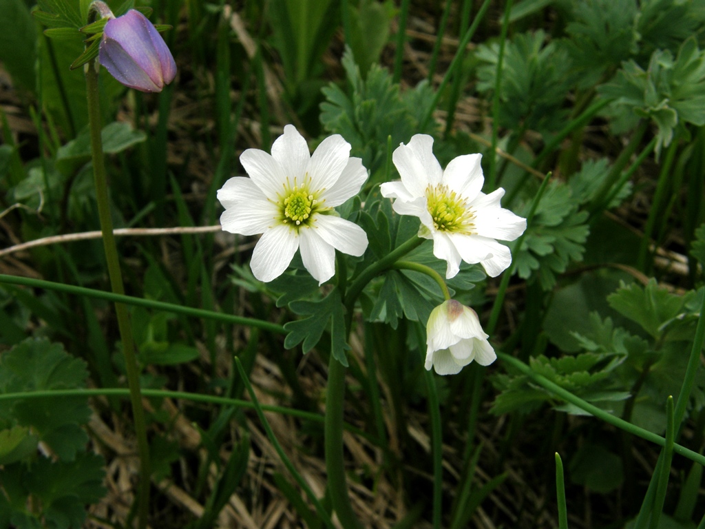 Изображение особи Callianthemum sajanense.