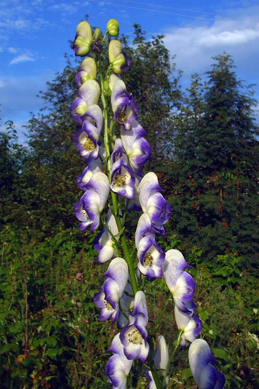 Image of Aconitum &times; stoerkianum specimen.