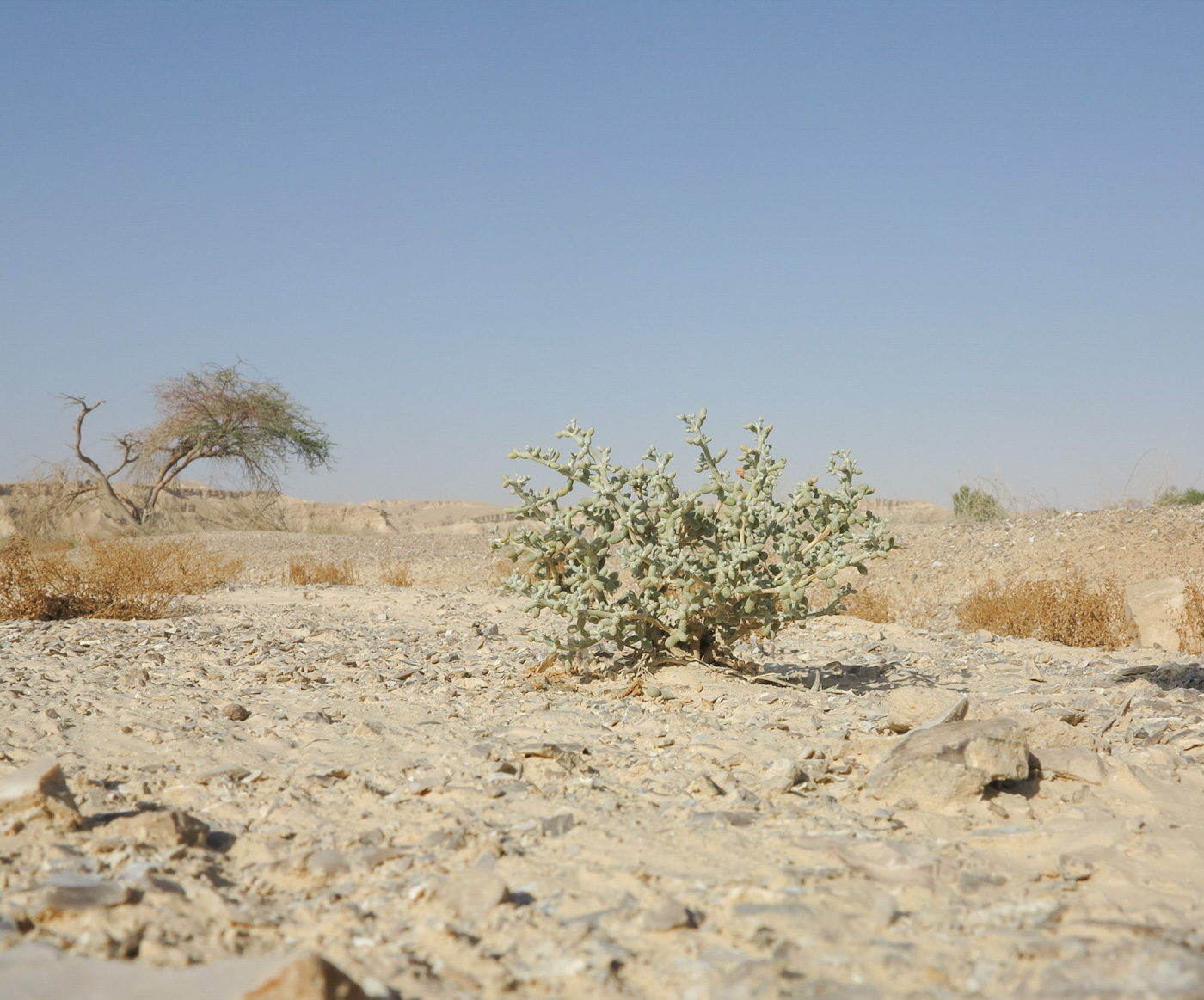 Image of Tetraena alba specimen.