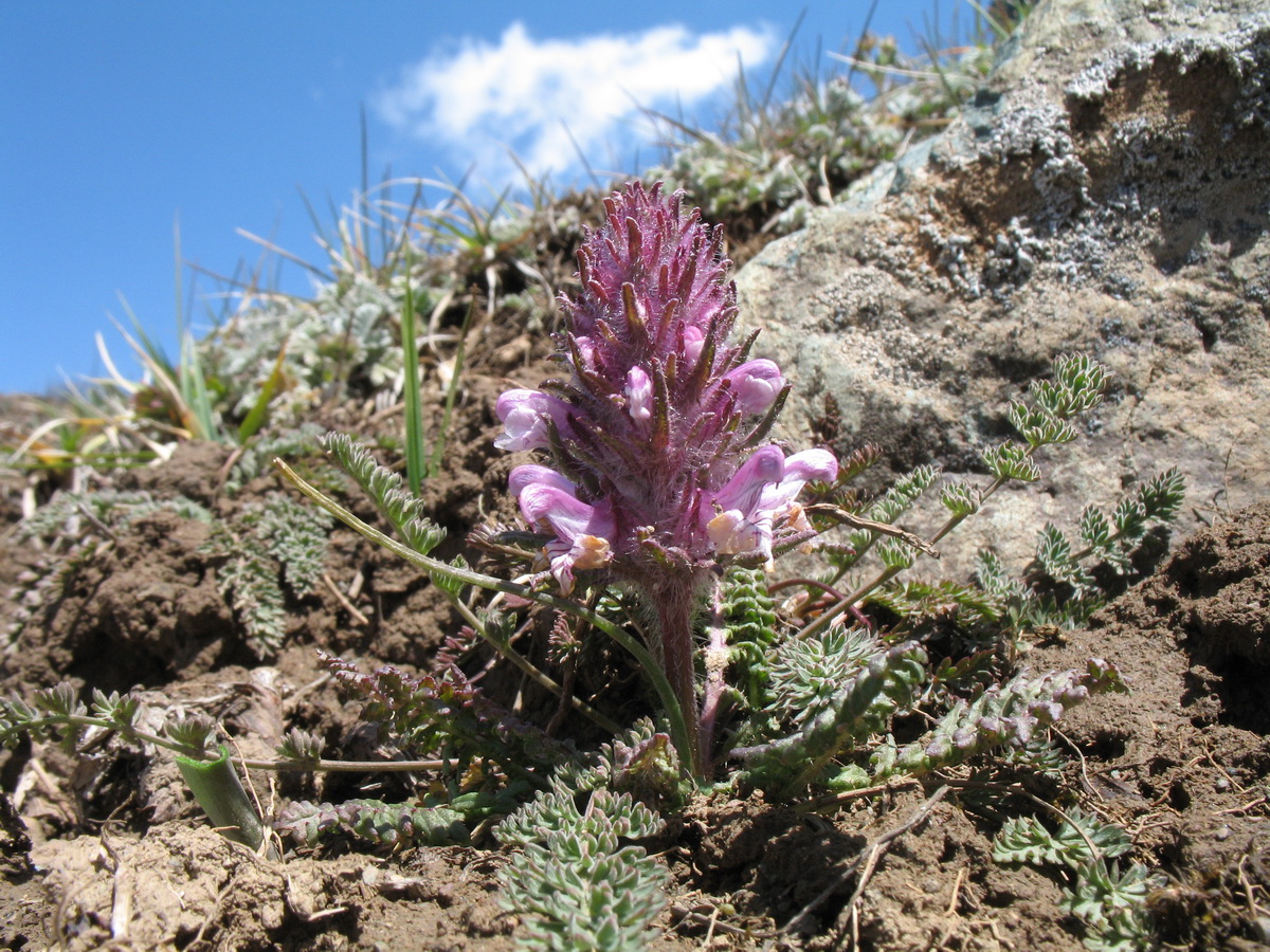 Изображение особи Pedicularis violascens.