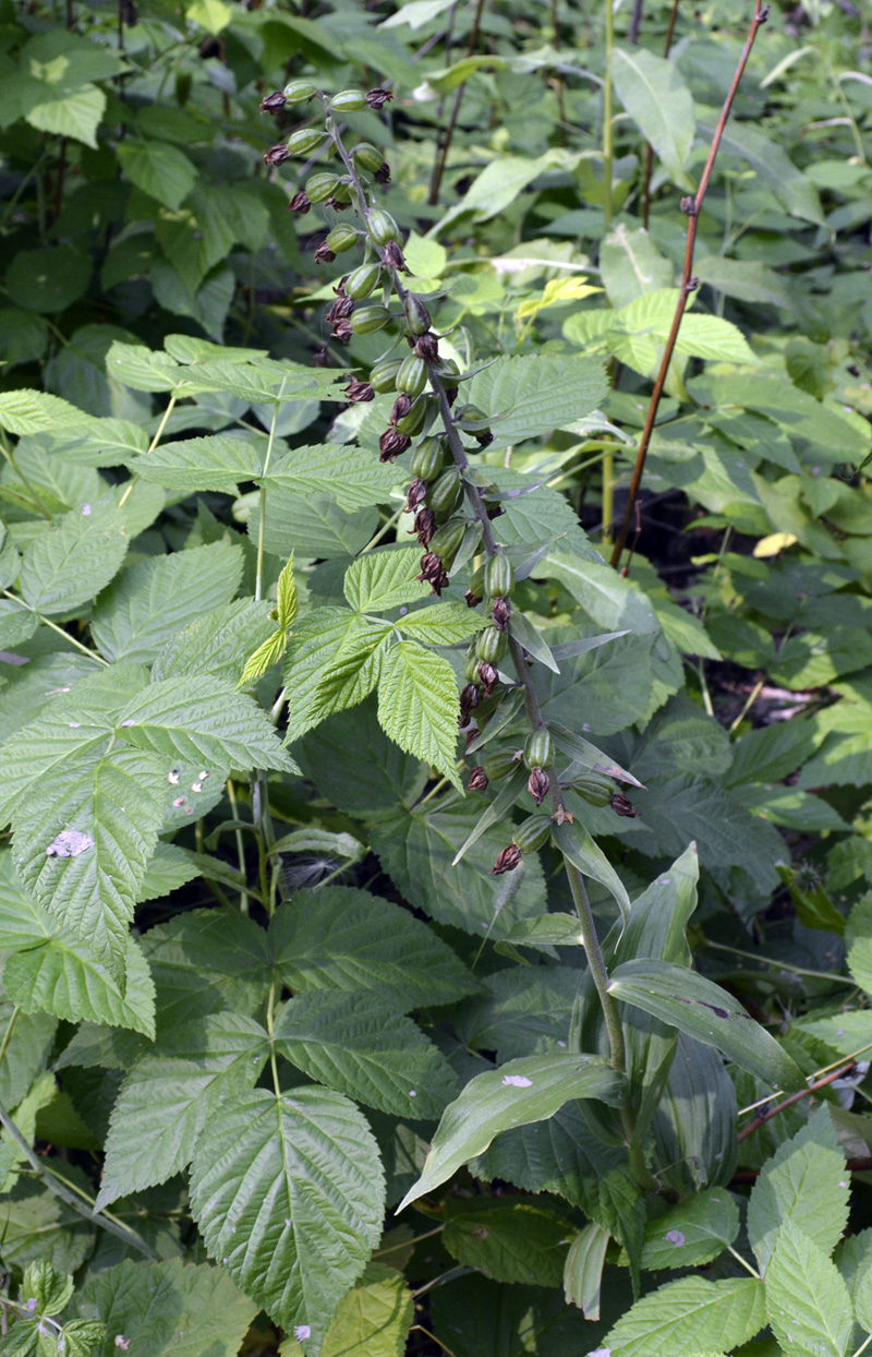 Изображение особи Epipactis helleborine.