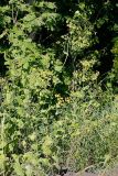 Bupleurum longifolium ssp. aureum