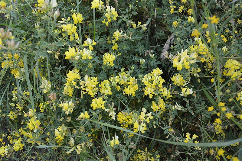 Изображение особи род Medicago.