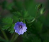 Geranium bohemicum