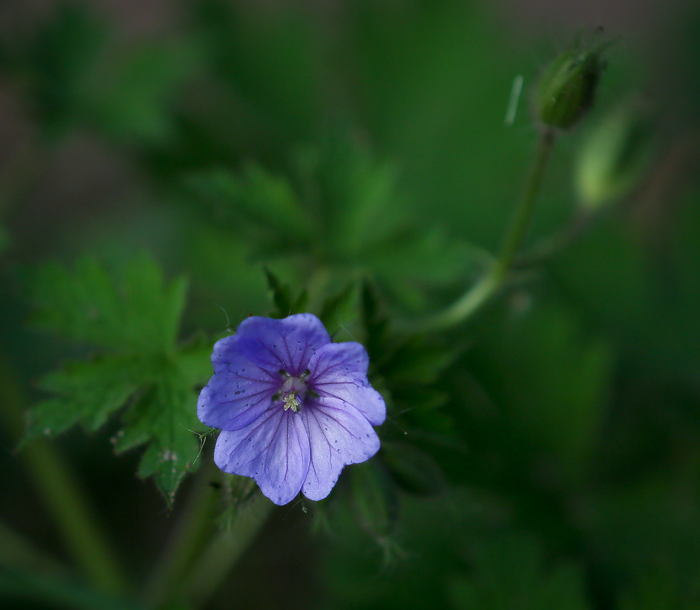 Изображение особи Geranium bohemicum.