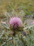 Cirsium tomentosum