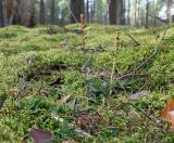 Goodyera repens. Плодоносящее растение. Ленинградская обл., Лужский р-н, окр. оз. Сяберо, сосняк лишайниково-зеленомошный. 06.09.2016.