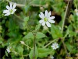 Myosoton aquaticum