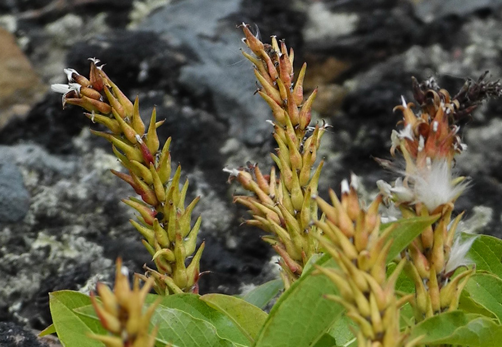 Изображение особи Salix sphenophylla.