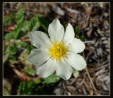 Dryas punctata